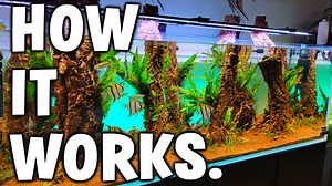 27K views · 97 reactions | What It Takes To Have A HUGE Planted Aquarium! (How It All Works) | Aquapros | Facebook