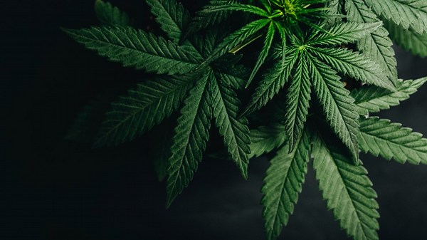 Military members continue to face harsh marijuana penalties despite Biden's pardons