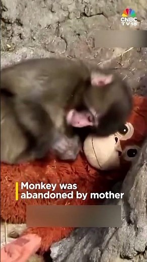 Viral | Punch, A Lonely Baby Monkey Wins Hearts | Viral Video Of Baby Monkey Punch | N18G