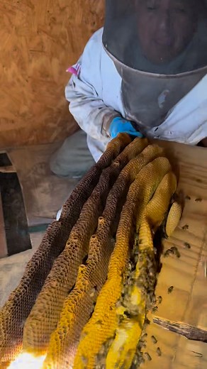 Double Trouble! Why Every Angle Matters (The Other Side of That Massive Shed Hive!) Remember that huge hive we found under the floor of the shed? Well, this is what the removal looked like from the other side! Often, a bee problem that looks contained to one area is actually much larger. Our detailed inspection found extensive activity on this opposite wall, requiring careful access to ensure we removed every single piece of comb and bee from the entire structure. Many services only treat the vi