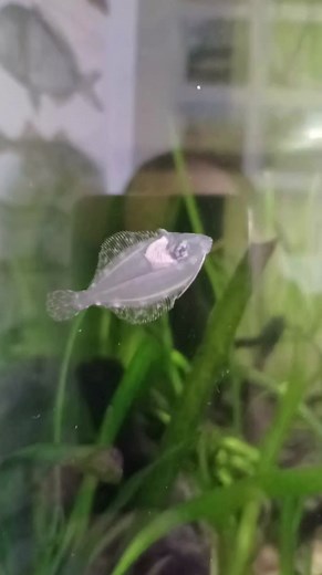 Newest edition to my native fish tank a flounder! Juveniles often move into freshwater using it as a nursery. | Jack Perks Wildlife Media