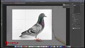 Here is a video explaining how my photo box is made and set up to photograph my pigeons. Feel free to post your setups in the comments for others to see and learn from. | Kastle Pigeon