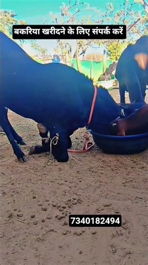 सिरोही बकरा खरीदने के लिए संपर्क करें #serohibakre #goatfarm #बकरा_पालन #बकरा पालन क्यों करे