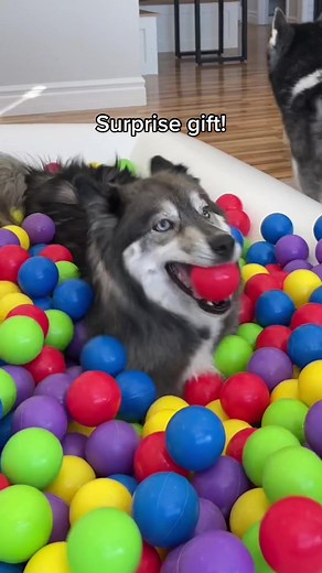 Okay so we ordered this end of November thinking one month should be plenty of time to get it around Christmas but here we are enjoying Christmas in January... Kakoa & Sky will never know the difference, it’s Christmas every day for them! 🎅🏼😂 #dog #husky #surprise #ballpit #bouncehouse
