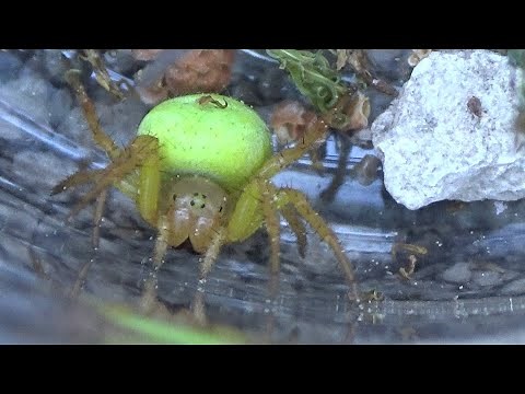 Green spider (Araniella cucurbitina). It's a lethal shade of green. GONZALO.