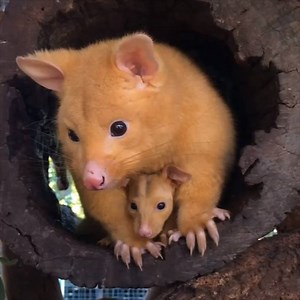 Show someone these golden possums to brighten their day! 😍 Credit: Caversham Wildlife Park | VT