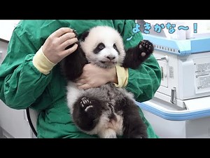 お団子の成長模様をお楽しみください！| iPanda パンダ楽園