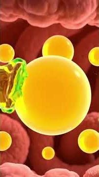 One Organ Controls Your Entire Metabolism 😱 #science #bodyhacks