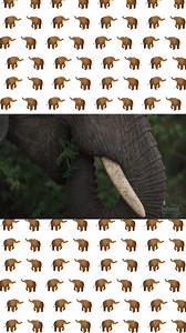 Normally, almost all female African elephants have tusks. But in Gorongosa National Park, which has a history of heavy poaching, about half the female elephants are tuskless. In this Scientists at Work video, explore how scientists working in Gorongosa National Park are trying to determine the genes responsible for tusk development in elephants, including how gene variants can lead to tusklessness. https://bit.ly/TusklessnessSaW | BioInteractive | Facebook