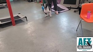 We introduce the safest #dogtraining tool, the #prongcollar First you will see #positivedogtraining results then we use a #doggiedontdevice to disrupt the bad behavior, then we can continue with #science backed #dogtraining in the #lehighvalley ----- If you are interested in having your dog properly trained then please go to www.aftdogtraining.com | AFT Dog Training | Facebook