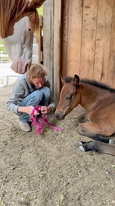 782K views · 21K reactions | Everybody is a part of Billies halter training.. #foal #foaltraining #haltertraining #aqha #horselover | Malin Melin | Facebook