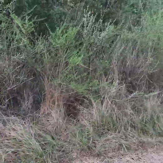 Wild Hog Hunting with Texas Blue Lacy Dogs