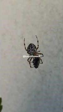 How spiders treat their prey~ #spider #prey #animals #nature #animal #animalshorts