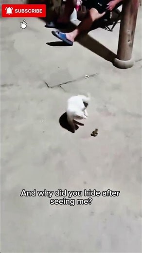 Kitten vs. Frog! | Curious Cat Meets a Frog For The First Time!