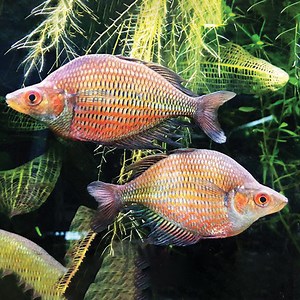 Red Dragon Rainbow Fish - Jack Wattley Discus