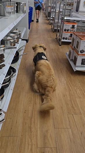 🌟 Did You Know? Assistance Dogs Need Backup Skills Too! 🐾 Even though an assistance dog is trained to work with one primary handler, they also need the ability to calmly follow instructions from others — especially in emergencies. This doesn’t mean they should be distracted by people while working, but it does mean they need the emotional flexibility and training to respond to a trusted second handler if needed. That’s why we love giving our dogs the chance to “have a go” with someone new 💛 H