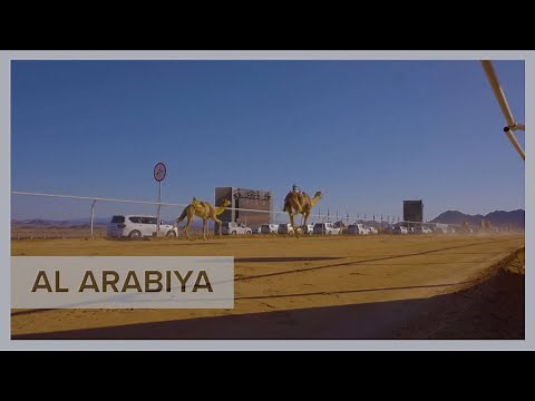 Camels race through the Saudi desert, with jockeys eyeing $21 million prize pool