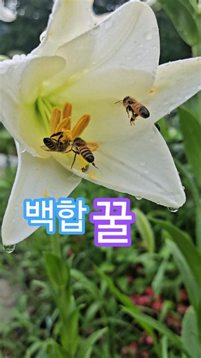 "백합 향기에 벌들이 몰려드는 진짜 이유!"