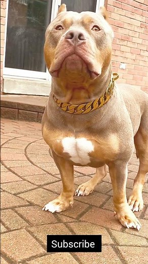 All 3 Types of Pitbull Explained #viral #shorts #pitbull