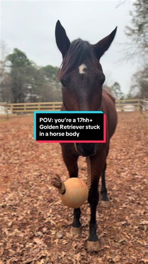 I’m not even sure if he knows he’s a horse #oldenburghorse #funnyhorse #sillyhorse #funnyvideos #funnyanimalvideos