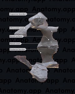 6.3K views · 101 reactions | The palatine bone is a thin, L-shaped...