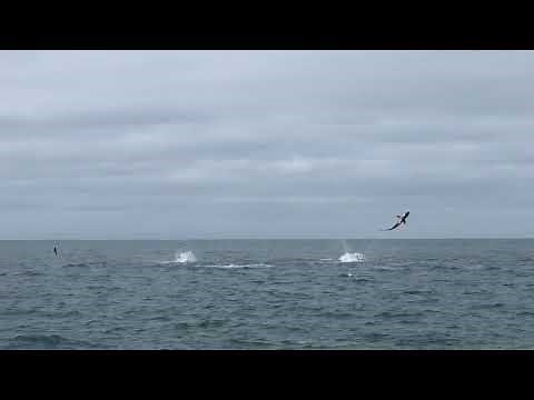 Spinner Sharks Put On 'Awesome' Display for North Carolina Fishermen