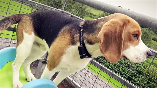 Testing GPS Tracker on Our Curious Beagles