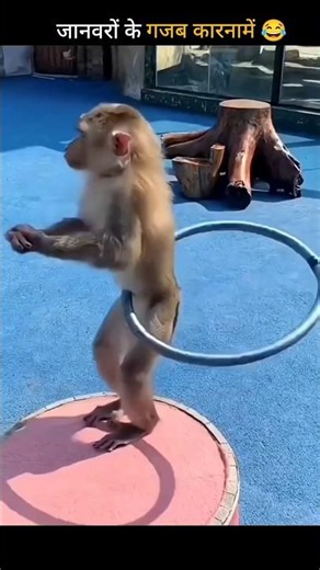 जानवरों के funny कारनामें देखकर 🤣 हंसी नहीं रुकेगी। #funny #animals