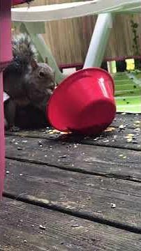 Baby Squirrel Nursing on Mom Squirrel