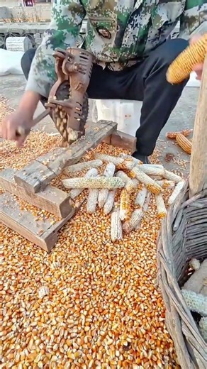 Hand Powered Corn Sheller Tool for Efficient and Quick Kernel Removal from the Cob