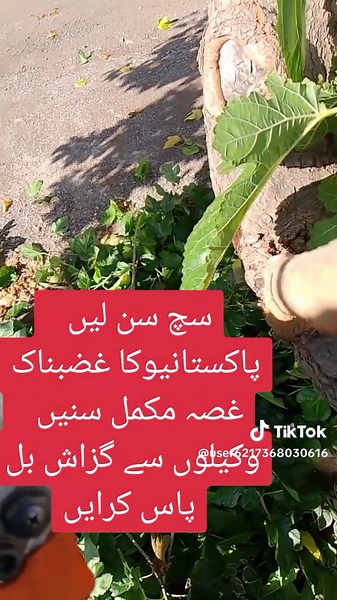 Gardening Tips: Pruning Trees with Precision