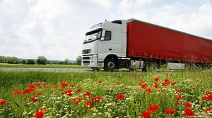 How does noise affect plants?