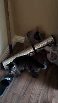 September Makes Demands 🐦‍⬛🐦‍⬛ #cat #catowner #pigeon #talkingcat #cattalk #cutecat #cats #catlovers