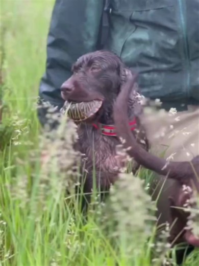A dog’s sense of smell is estimated to be 10,000 to 100,000 times better than a human’s. Meet three boykin spaniels that were trained to do this special work in @tncmidwest. Keeping the original home sites of ornate box turtles intac is important to their survival because ornates tend to be faithful homebodies. So, these spaniels finding these turtles help researchers manage the land and ensure it's healthy. Although Skeeter, Yogi and Ruger have since retired and this method of detection continu