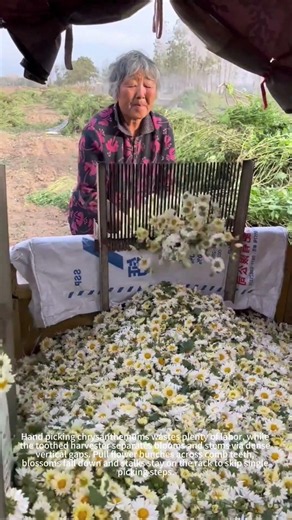Simple tool picks chrysanthHand picking 🌼