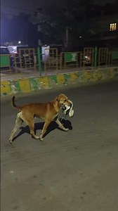 #dialough #cid2 #cid