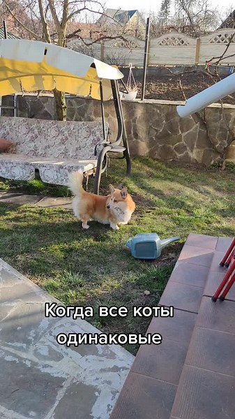 Corgi's Playful Adventures in the Backyard