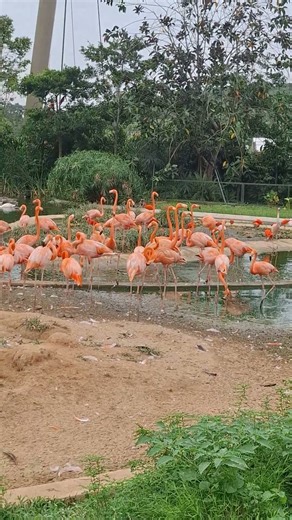 Beautiful and Attractive Flamingos #shortvideo #mandaibirdparadise #phoenicopteridae #wadingbird