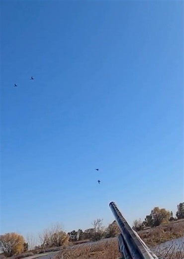 After seeing pintails landing all around me , this happened ! #duckhunting #waterfowl #hunting #duck