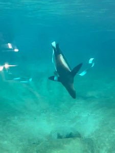 88 reactions | Point Defiance Zoo & Aquarium on Reels | Facebook
