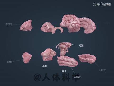 【人体构造】大脑3D解剖图