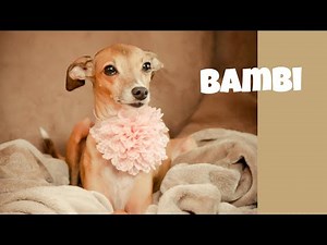 Pros and Cons of Owning an Italian Greyhound!