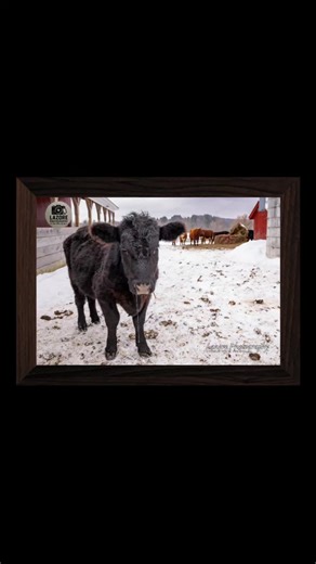 Drooling for you...this cow knows how to make you feel welcome. #cows #farm #photographerlife #newyork #upstateny
