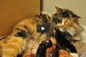 Cat Giving Birth Timelapse