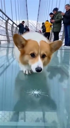 This Dog’s Glass Bridge Struggle Will Make Your Day