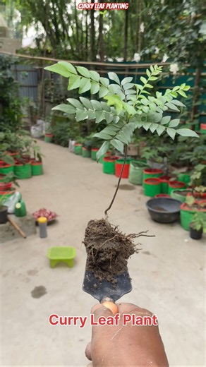 🔥 100% Successful Curry Leaf Planting in Grow Bag 🌿 #shorts #curryleaf #gardening #plantcare