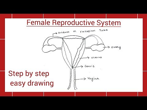 How to draw Female Reproductive System easy |Grade 10 |Female reproductive system easy drawing ncert