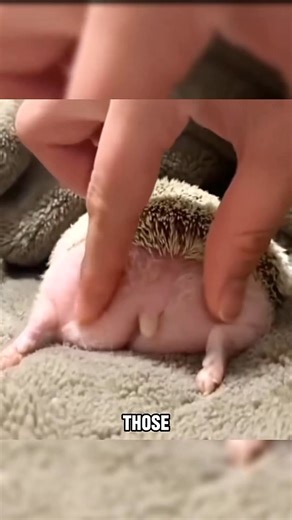 Fun facts about mini hedgehogs 🦔 #animals | Gua Animal