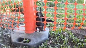 The great bat clash in Cairns