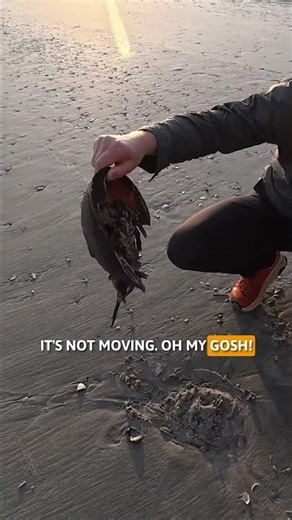 Creepy crawlers from the ocean